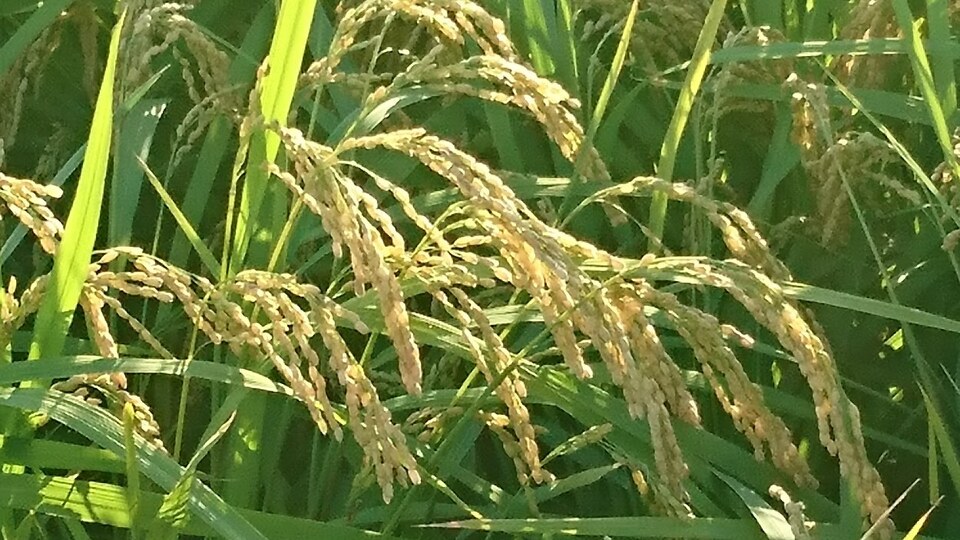 令和5年度産　/　奈良県産有機JAS認証玄米100％使用コシヒカリ1等米