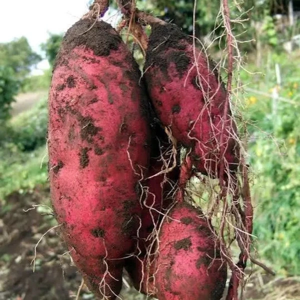 無農薬さつまいも｜自然栽培・産地直送｜たべるとくらすと - たべると
