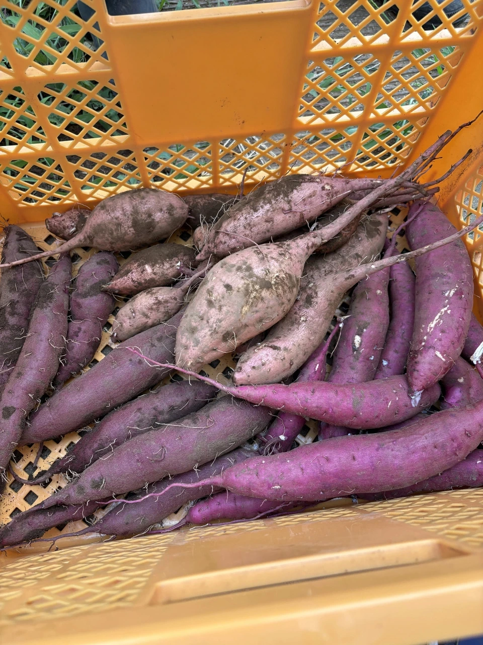 【人気No.1♪新芋3種食べ比べ】横浜産自然栽培さつまいも|採れたての紅はるか・安納芋・綾紫をお届け