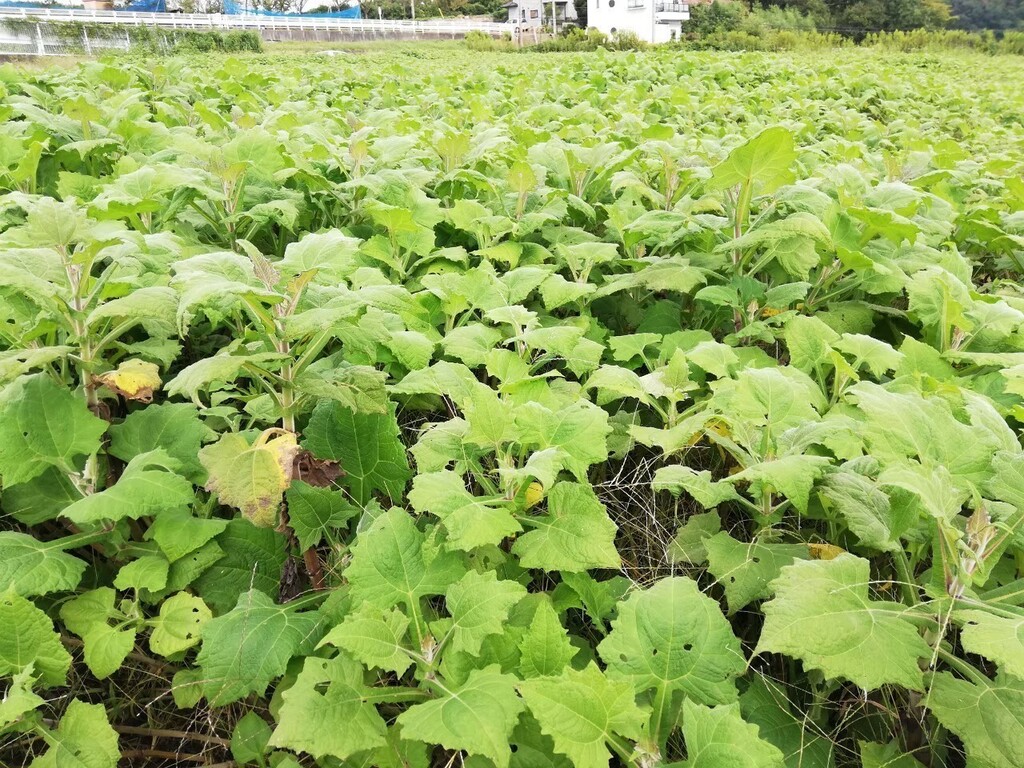 Kururu farm & factoryメイン画像
