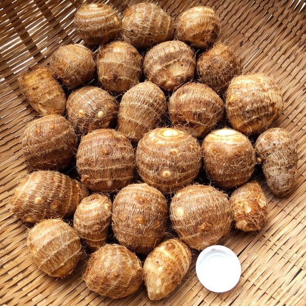 無農薬】在来種の里芋 大野在来（大野芋）煮崩れしにくくまろやかな