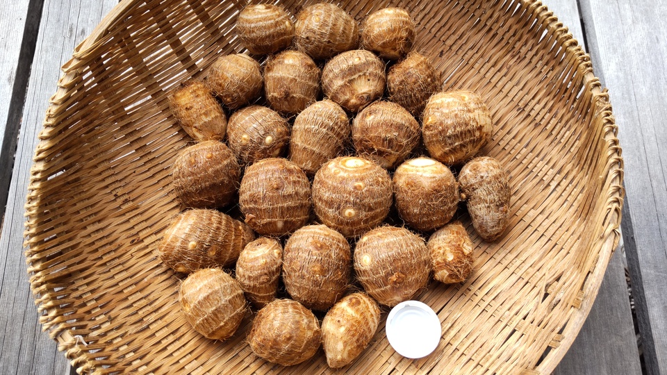 無農薬】在来種の里芋 大野在来（大野芋）煮崩れしにくくまろやかな