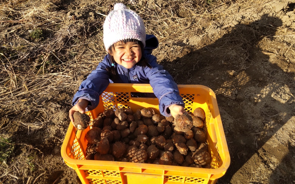 自然栽培 里芋(24kg)★熊本県産★無肥料・無農薬★究極の自然農法の野菜★ _1024_241102191617.JPG