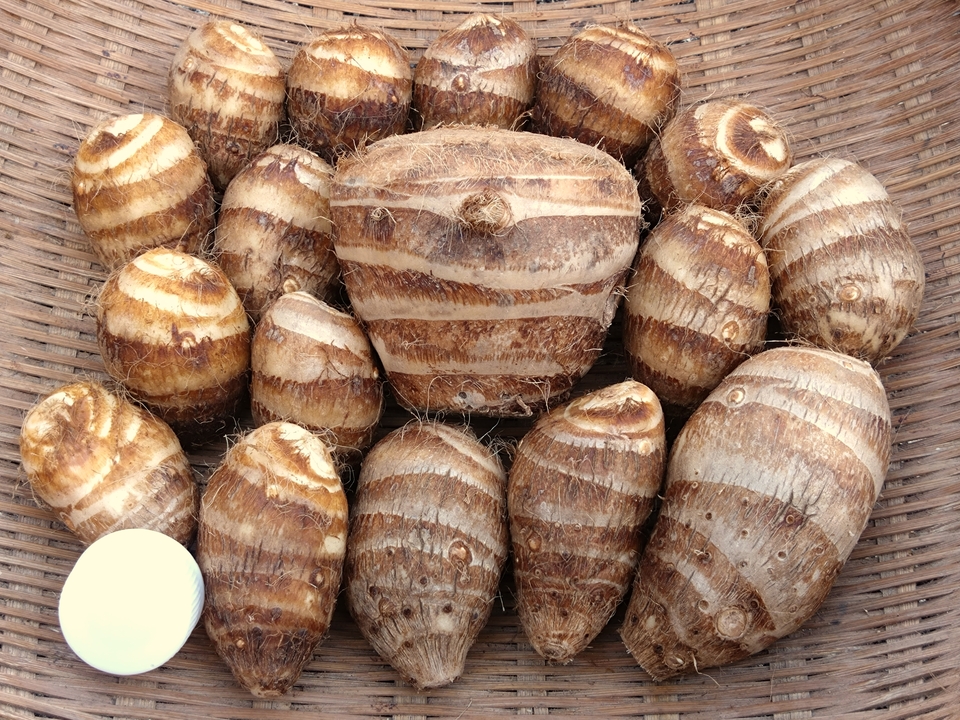 【無農薬】栗のようにホクホク甘い里芋 八つ頭 里芋好きの方にはもちろん！苦手な方にもオススメ♪【自然栽培】