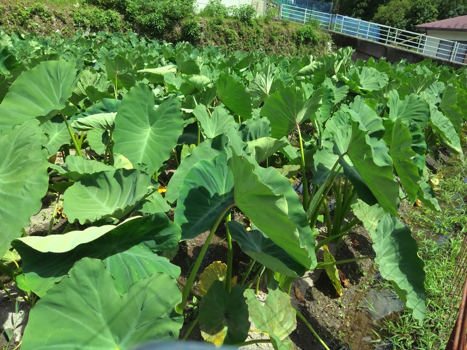 【無農薬】在来種の里芋 大野在来（大野芋）煮崩れしにくくまろやかな甘み【自然栽培】