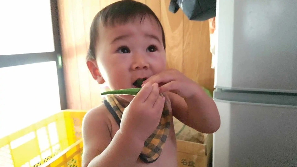【無農薬】子どもも生でバクバク♪ 毎年好評!朝採れ!新鮮!自然栽培 在来種 丸オクラ【常温】