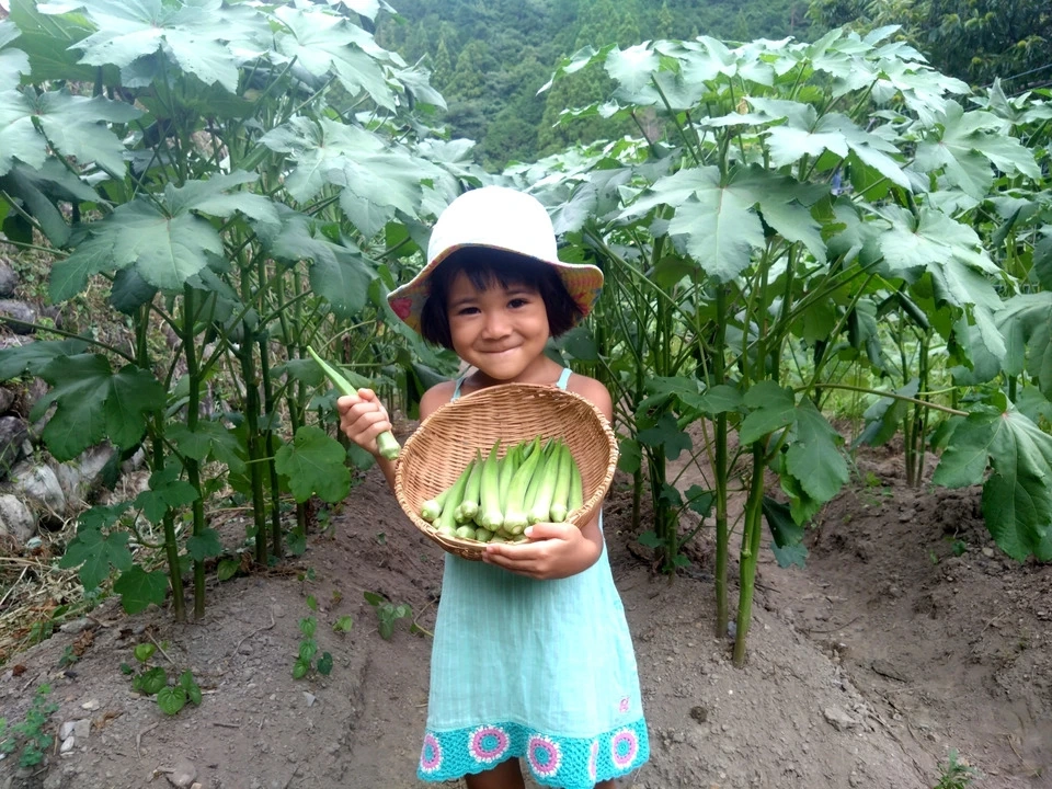 【無農薬】子どもも生でバクバク♪ 毎年好評!朝採れ!新鮮!自然栽培 在来種 丸オクラ【常温】