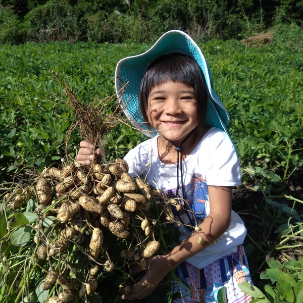 今が旬！】無農薬 生落花生 おおまさり 自然栽培（常温） 草野自然農園
