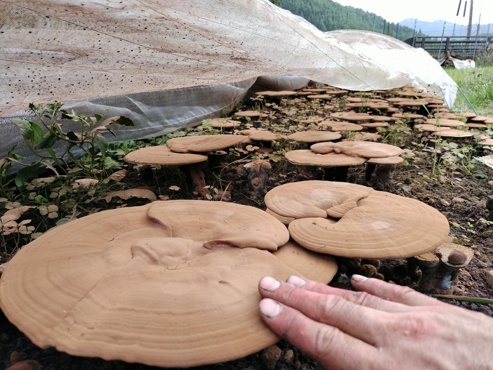 超希少【原木霊芝】乾燥スライス（京都京北産・農薬不使用）煎じて飲用