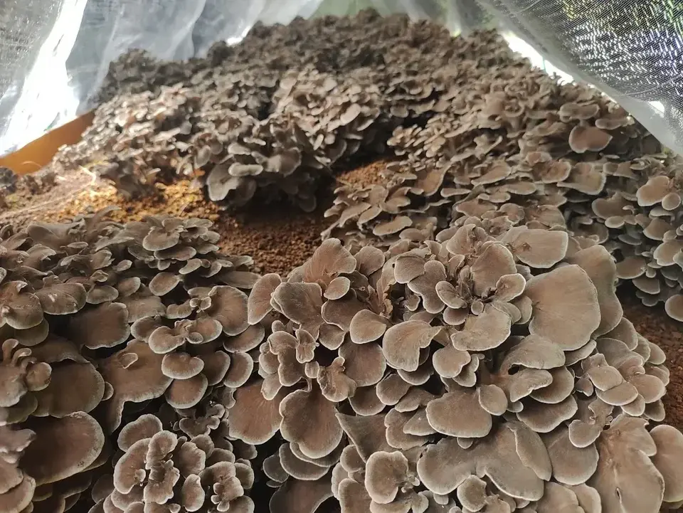 農薬不使用原木栽培【乾燥舞茸】芳醇な香りと濃厚な旨味たっぷり！京都京北産の超希少な幻の舞茸を乾燥してお届け