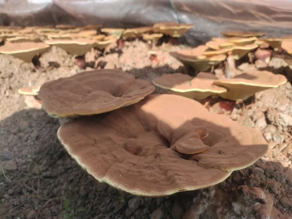 超希少【原木霊芝】乾燥スライス（京都京北産・農薬不使用）煎じ