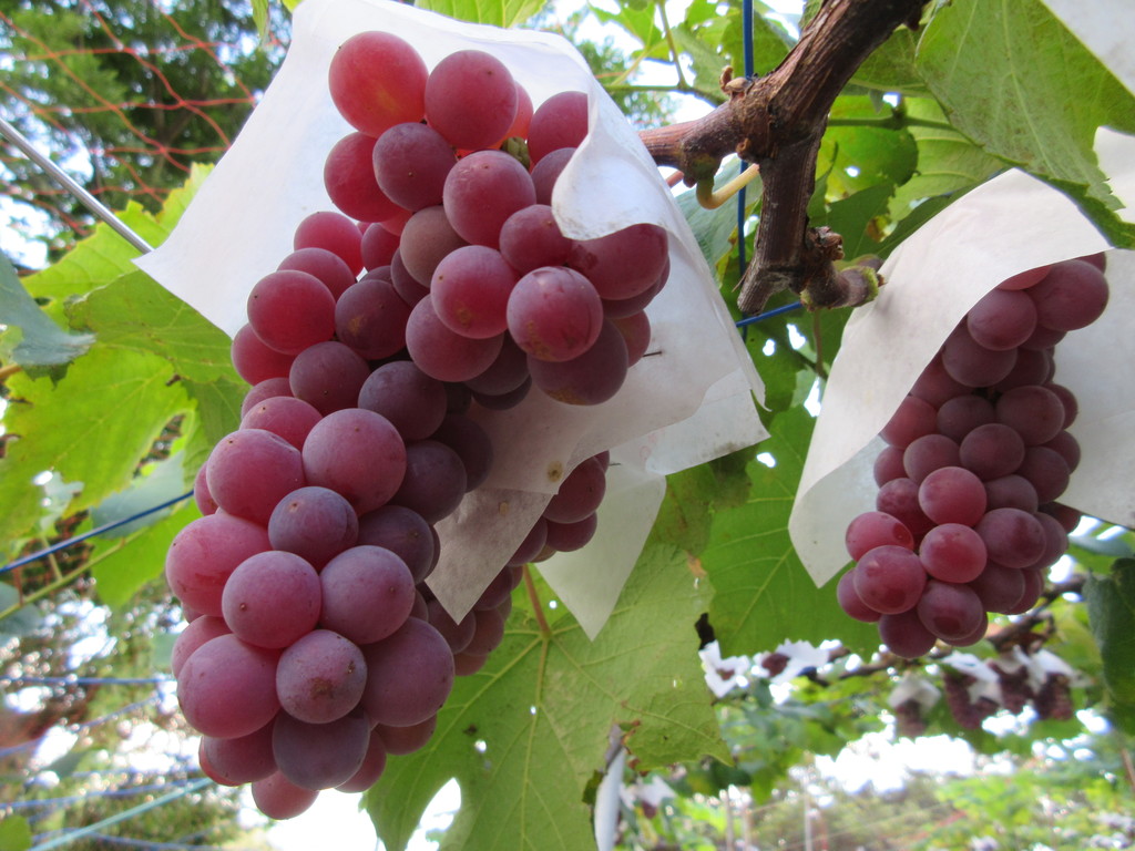 ラコリーヌメイン画像