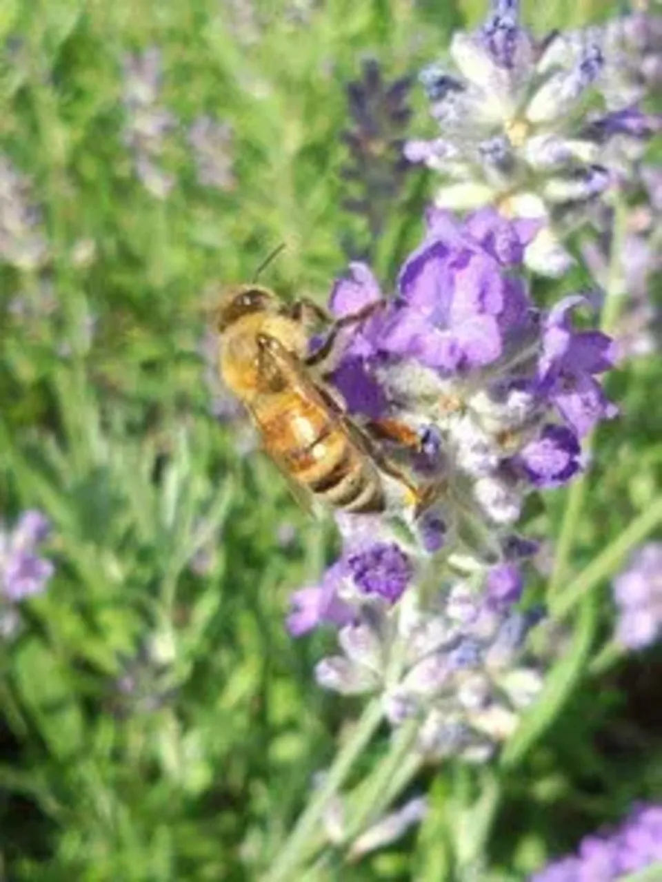 《非加熱・無投薬》自然養蜂で採取した北海道の秋の蜂蜜「Daichi 」