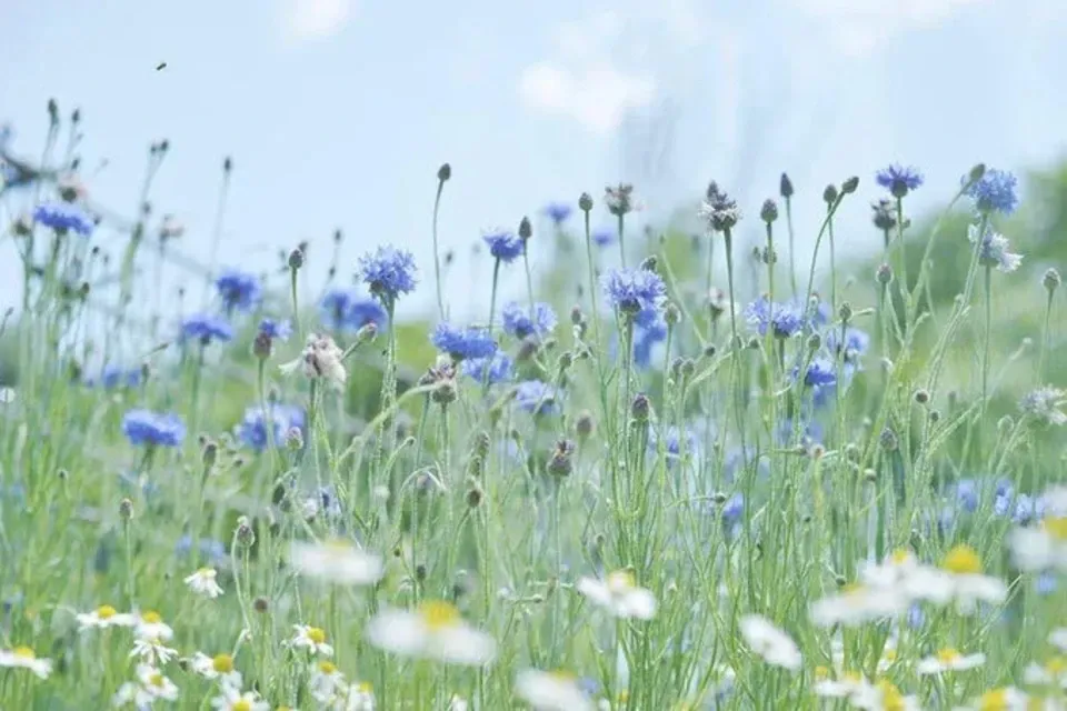 《非加熱・無投薬》自然養蜂で採取した北海道の秋の蜂蜜「Daichi 」