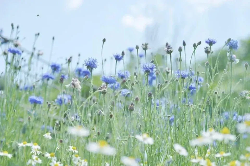 《非加熱・無投薬》自然養蜂で採取した北海道の盛夏の蜂蜜 「Sora」