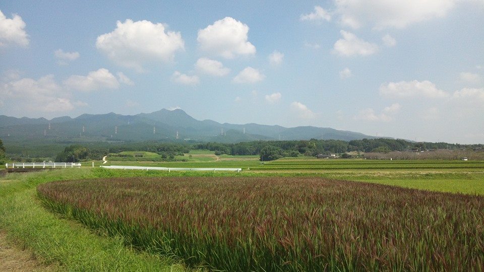緑米 [無農薬・無化学肥料・有機JAS認定]