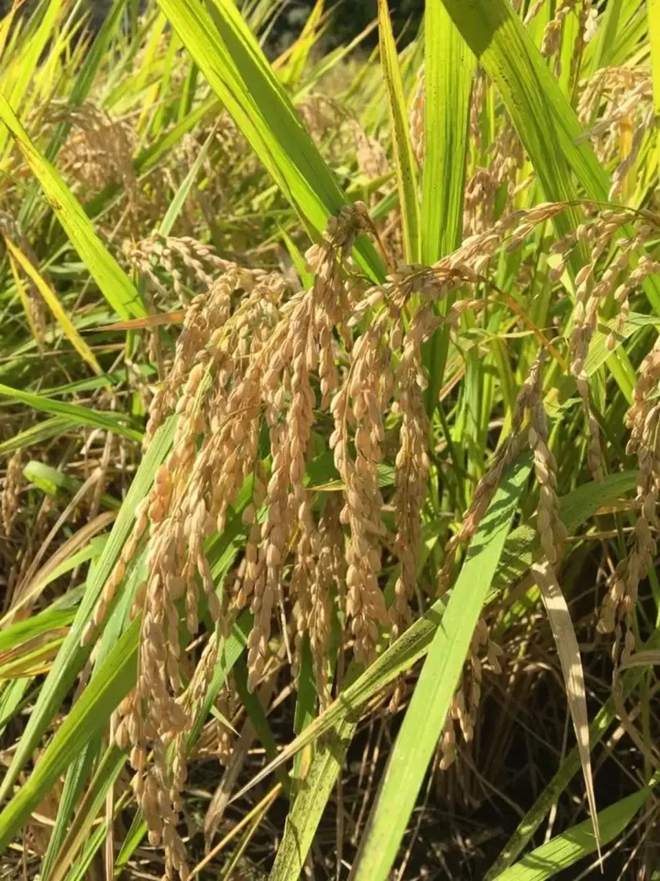 だんご粉 (もち白米・うるち白米) [無農薬・無化学肥料・有機JAS認定]