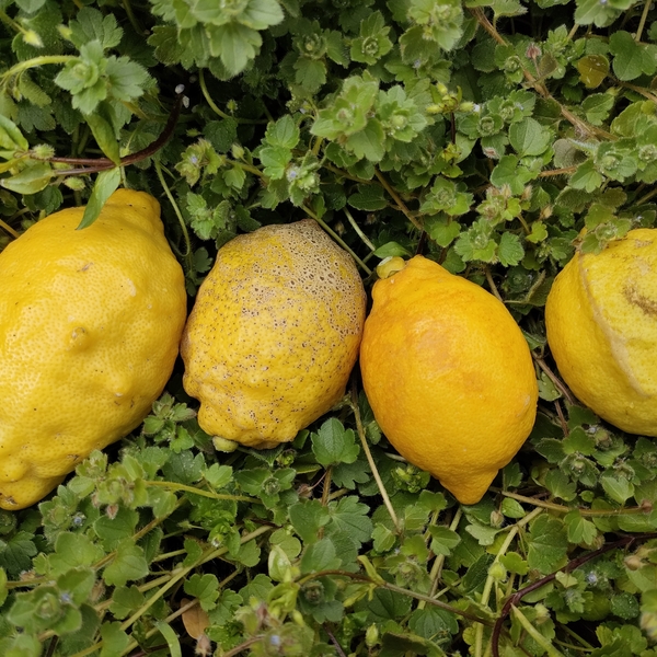 化学農薬不使用！国産レモンの名産地からお届けする「瀬戸田産レモン