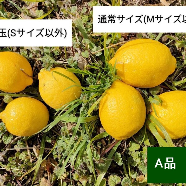 緑は国産の証！国産レモンの名産地からお届けする「瀬戸田産グリーン