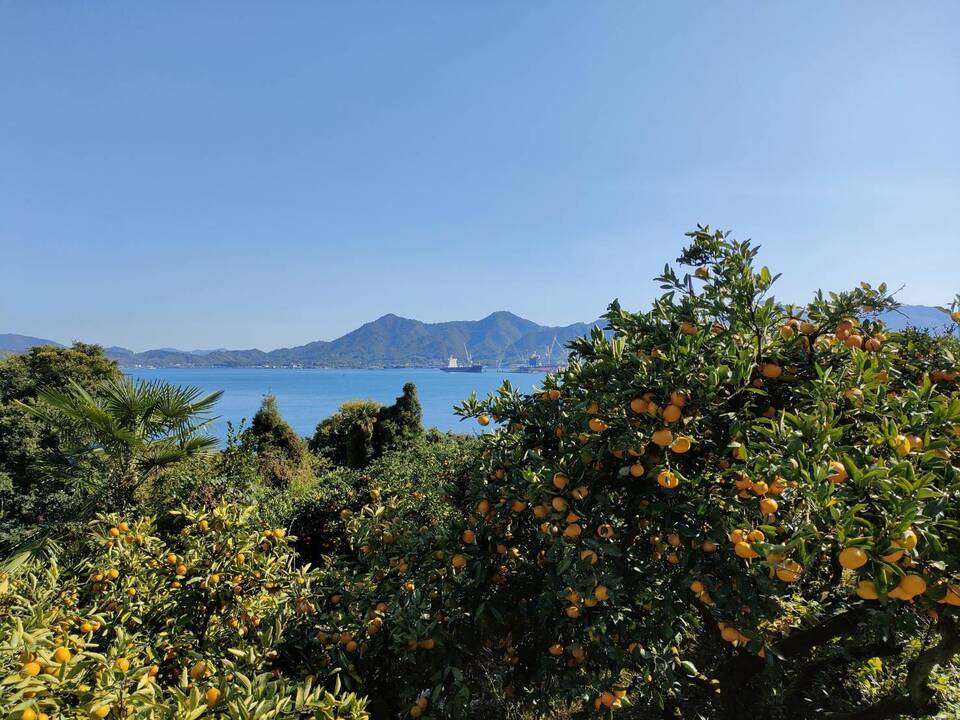 化学農薬・化学肥料・ワックスなど不使用＜希少な国産ネーブル＞広島県