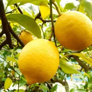 ★国産瀬戸田レモン15kg前後　UCO様 Amazon.co.jp: 寶クラフト〈瀬戸田レモン〉330ml 12本入り : 食品