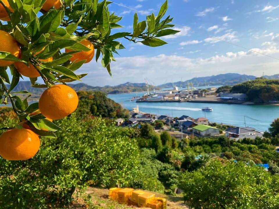 幻のブランドみかん】高根島みかん100％ジュース【2本】 LOROfarm