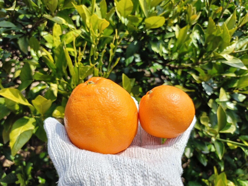手で皮を剥いて食べられる！「はるみ」