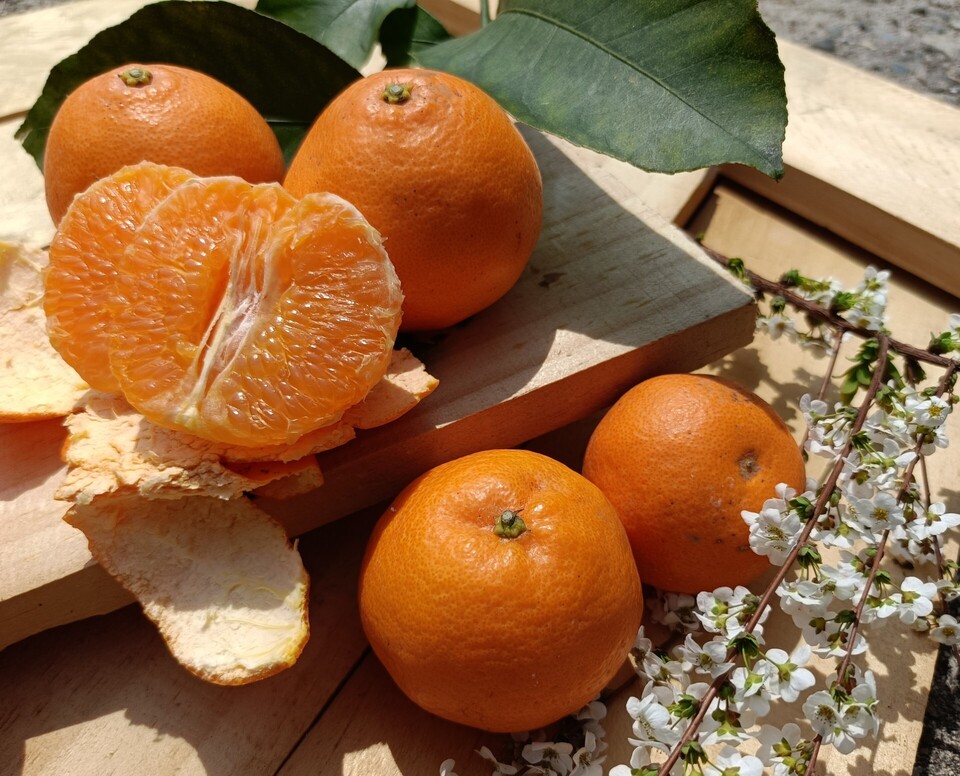 Haruumi商品です 手で皮を剥いて食べられる！「はるみ」 LOROfarm (広島県産) みかん