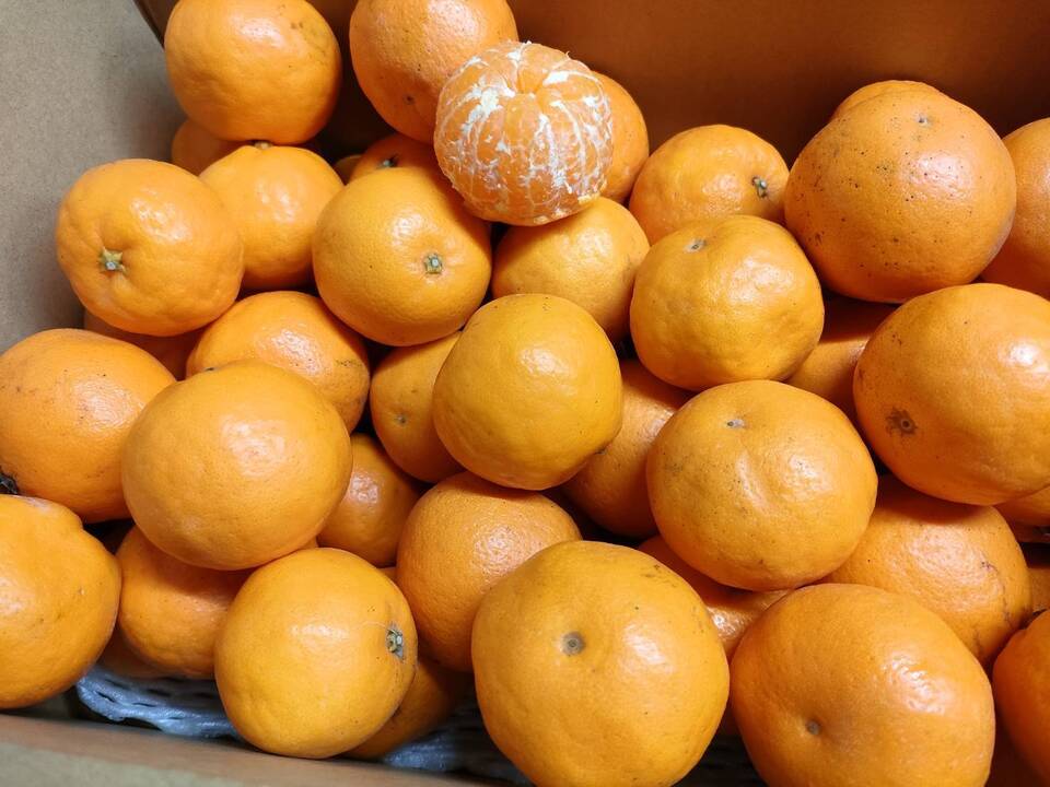 手で皮を剥いて食べられる！「はるみ」