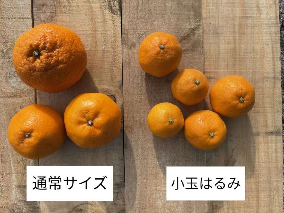 手で皮を剥いて食べられる！「はるみ」