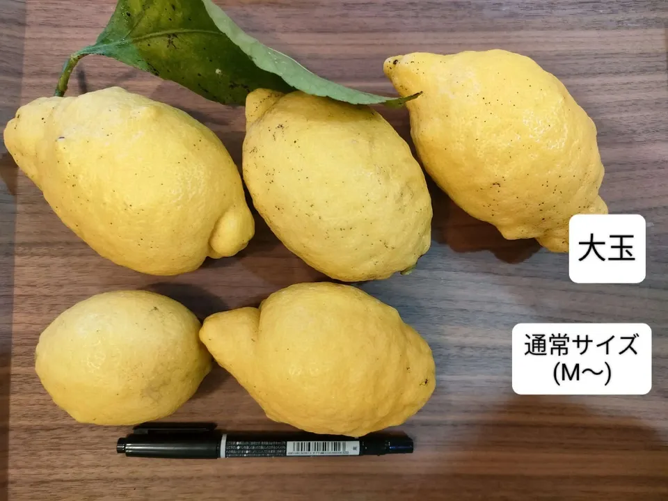 国産　瀬戸田レモン栽培期間中農薬不使用　　p 化学農薬不使用！国産レモンの名産地からお届けする「瀬戸田産