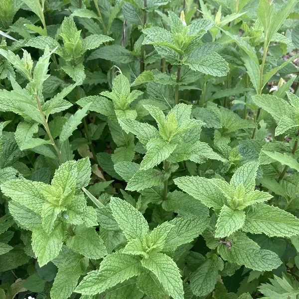 夏に嬉しい爽快な香り！！！】自然栽培スペアミント まえむき