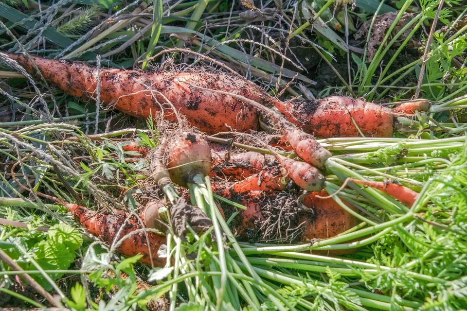 【とても希少な自然栽培＆固定種のみ】自然と一緒に育てた旬の野菜セット