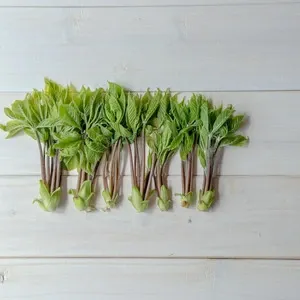 マコモダケ マリポ農園 (千葉県産) マコモダケ通販 - たべるとくらすと