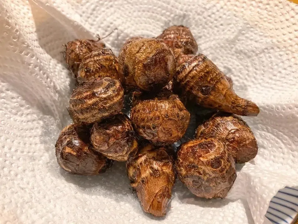 農薬不使用】女早生 里芋 土付き 種イモ 農薬不使用】女早生 里芋 土