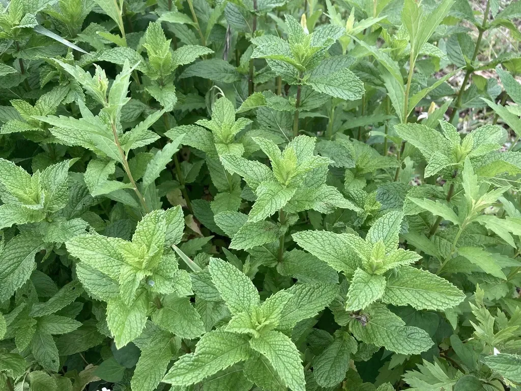 夏に嬉しい爽快な香り！！！】自然栽培スペアミント まえむき