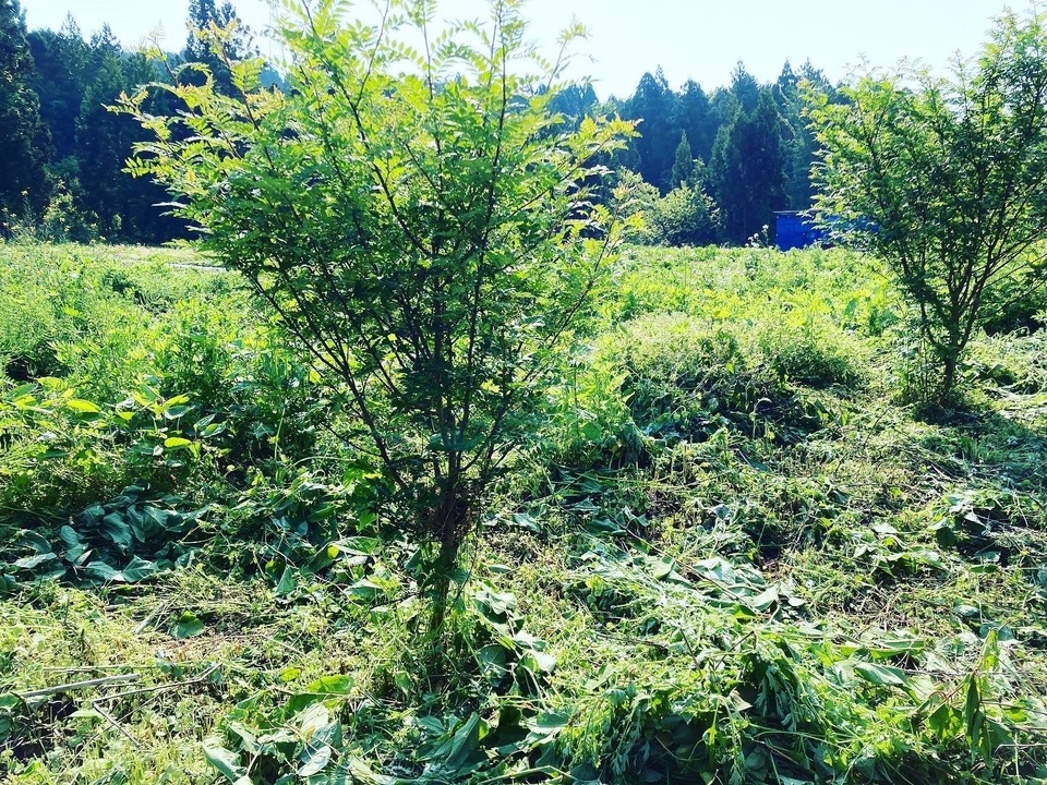 【農薬不使用!!ピリリと辛い和のハーブ】山椒の実 約100g
