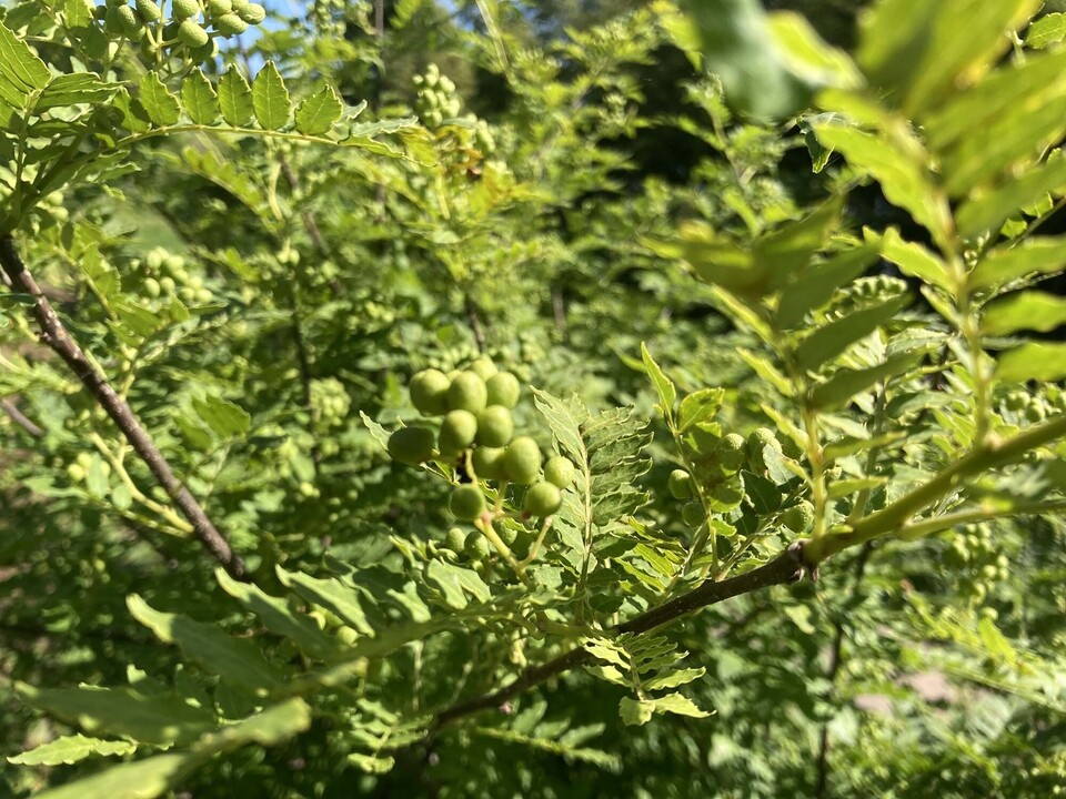 【農薬不使用!!ピリリと辛い和のハーブ】山椒の実 約100g