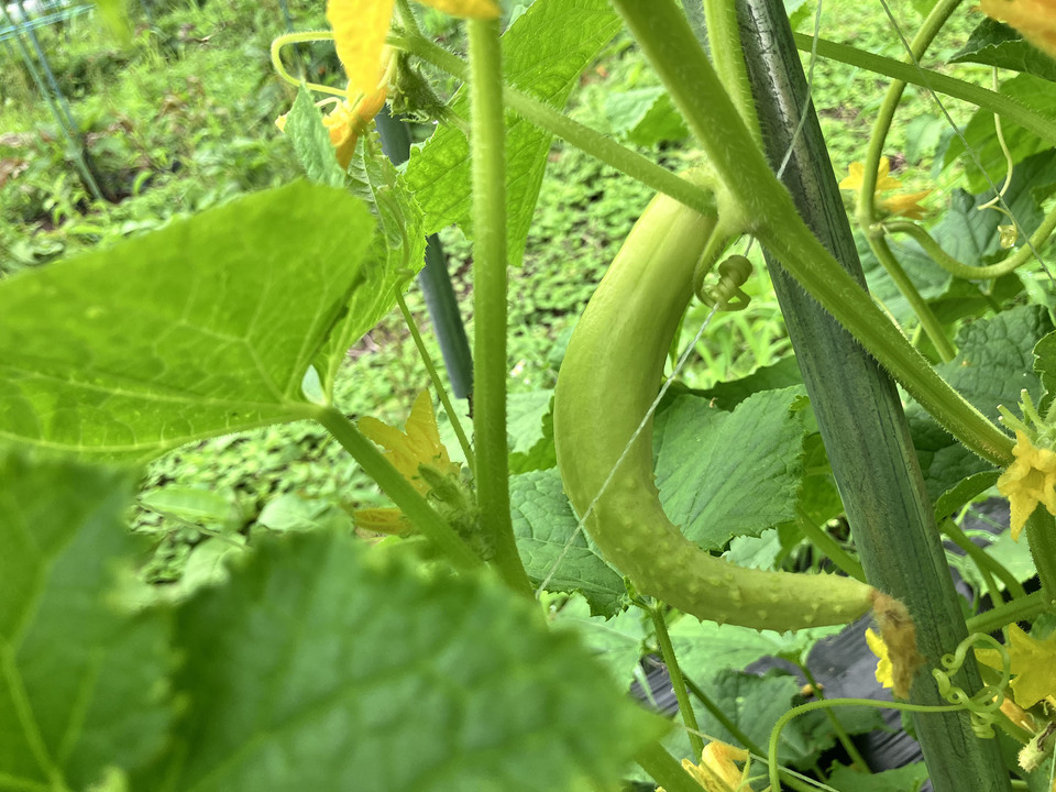 【野菜が美味ければポタージュも美味い！】ミントが香る、きゅうりと塩麹のギリシャ風冷製発酵ポタージュ