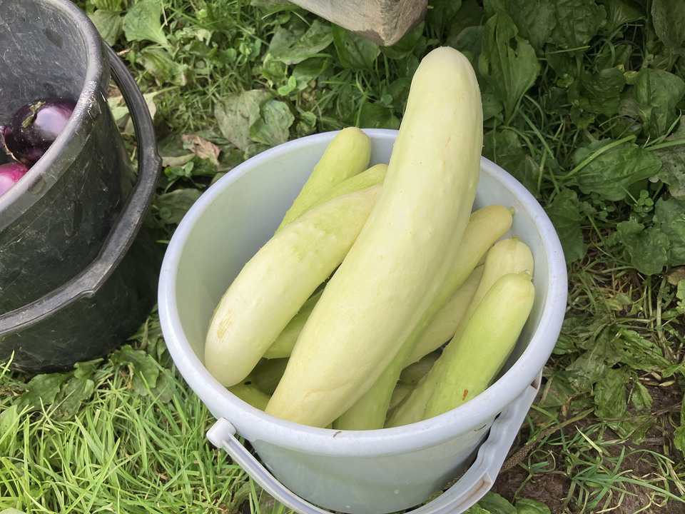 【野菜が美味ければポタージュも美味い！】ミントが香る、きゅうりと塩麹のギリシャ風冷製発酵ポタージュ