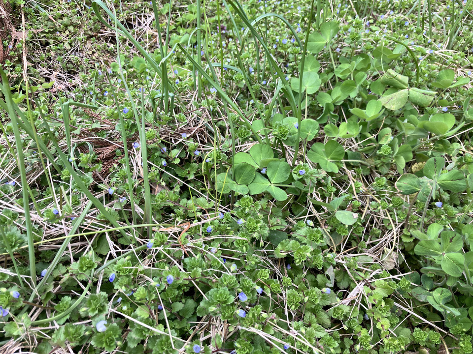 【自然栽培！風味が違う！】今が旬の生らっきょう（土と根付きでお送りします）