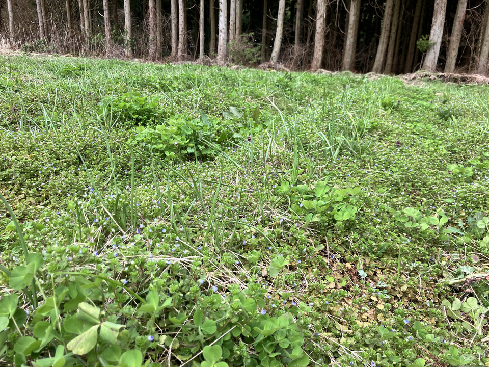 【自然栽培！風味が違う！】今が旬の生らっきょう（土と根付きでお送りします）
