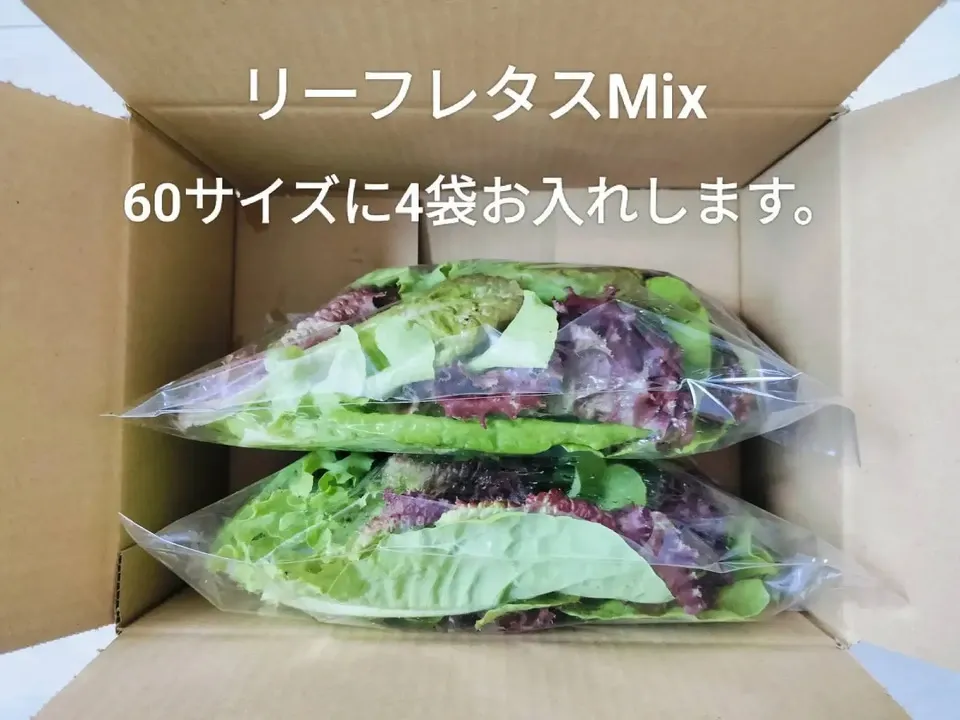 【シャキシャキのサラダを召し上がれ！！】食感が自然の力で育った、彩り豊かな　リーフレタス ミックス　100g/袋×4