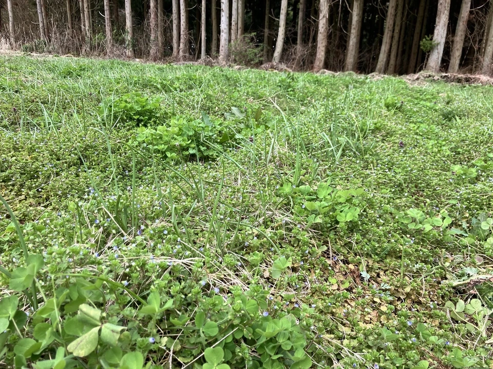 【自然栽培!風味が違う!】今が旬の生らっきょう(土と根付きでお送りします)メール便発送で送料お得!