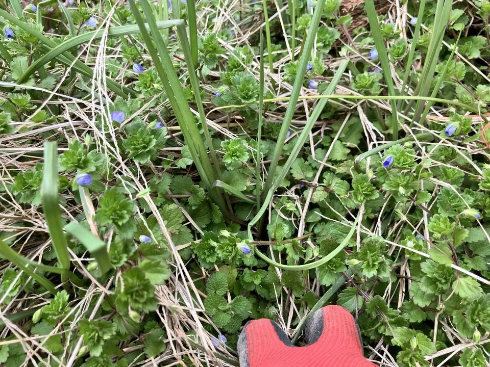 【自然栽培!風味が違う!】今が旬の生らっきょう(土と根付きでお送りします)メール便発送で送料お得!