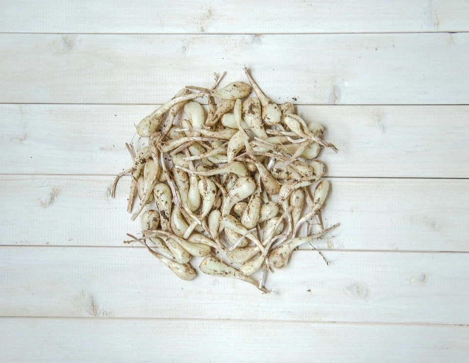 【自然栽培!風味が違う!】今が旬の生らっきょう(土と根付きでお送りします)メール便発送で送料お得!