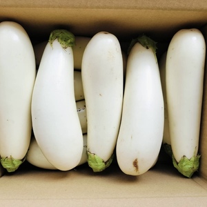 【お得なまとめ買い！！固定種野菜】自然栽培！！「フォアグラ」とも例えられるとろける食感の白ナスのレビュー
