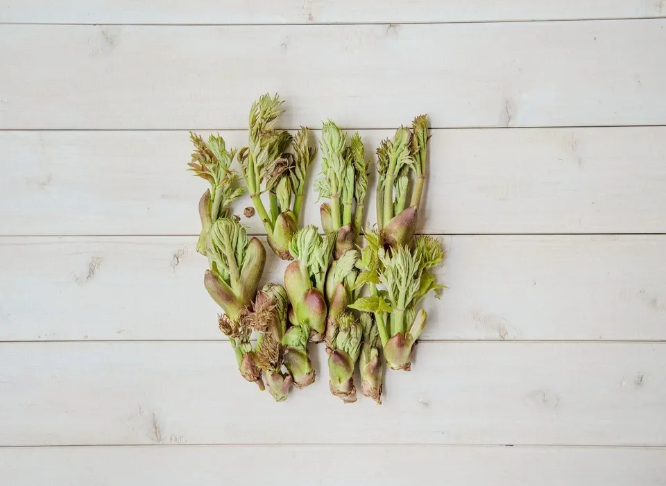 kantora ✱クール便✱タラの芽1キロ、こごみ1キロ タラの芽こごみ 天然北海道 kantora ✱クール便✱タラの芽1キロ、