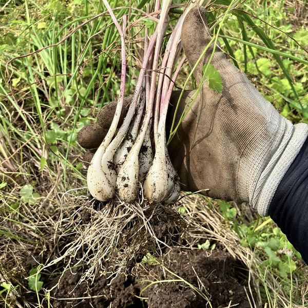 らっきょう 種 500g 明る 鹿児島県産 無農薬栽培