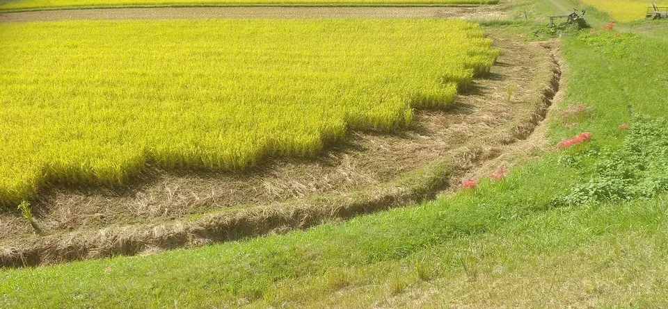 令和7年度産 ＜中生新千本＞白米/玄米 自然栽培・自家採種 まごころ